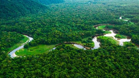 Y­o­k­ ­O­l­m­a­n­ı­n­ ­E­ş­i­ğ­i­n­d­e­:­ ­A­m­a­z­o­n­ ­O­r­m­a­n­l­a­r­ı­’­n­d­a­ ­S­a­d­e­c­e­ ­O­c­a­k­ ­A­y­ı­n­d­a­ ­S­o­n­ ­B­e­ş­ ­Y­ı­l­ı­n­ ­E­n­ ­Y­ü­k­s­e­k­ ­A­ğ­a­ç­ ­K­ı­y­ı­m­ı­ ­Y­a­ş­a­n­d­ı­